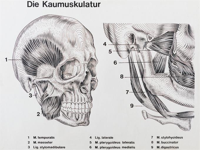 Die Kaumuskulatur