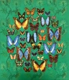 Schmetterlinge des südamerikanischen Urwalds